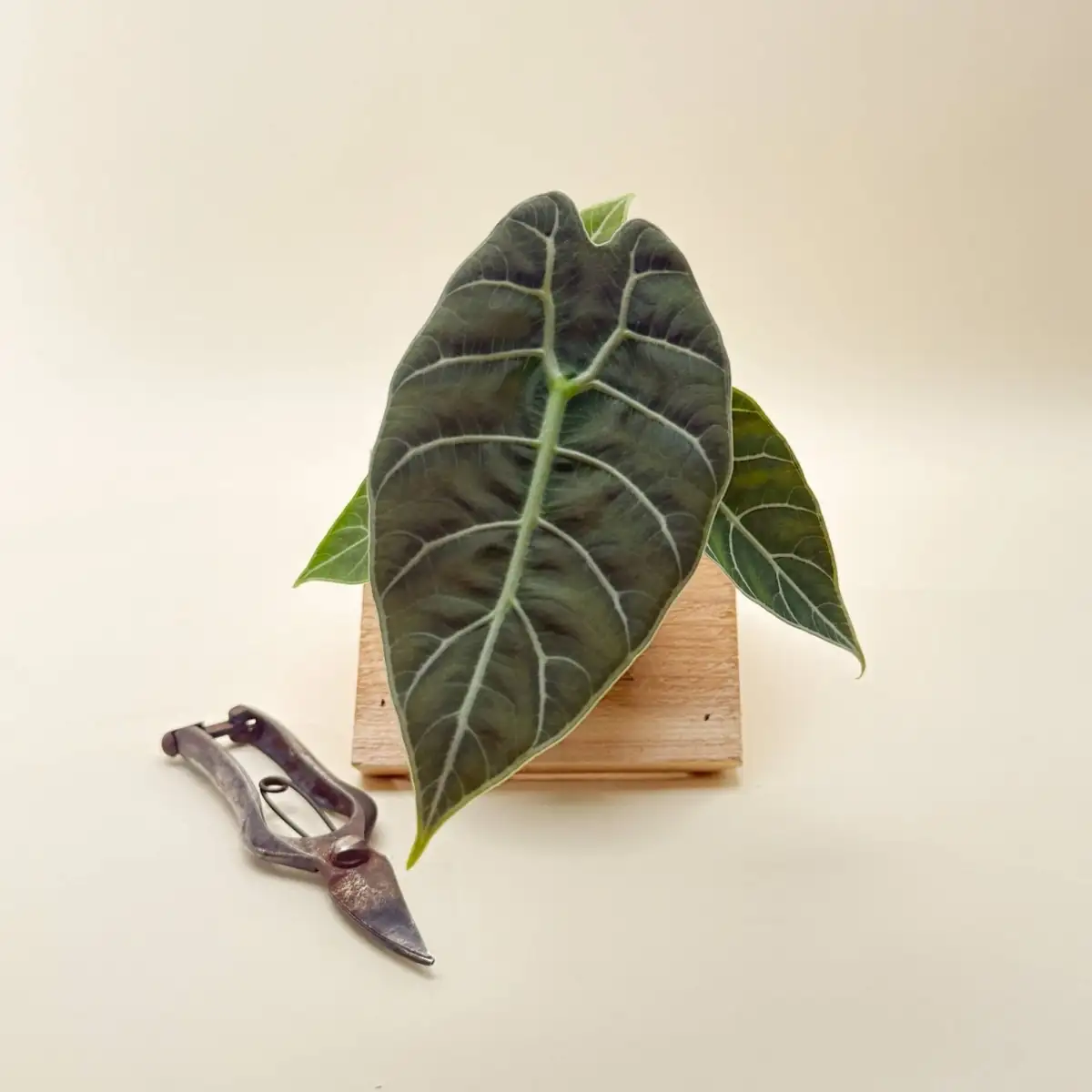 alocasia silver veins close-up