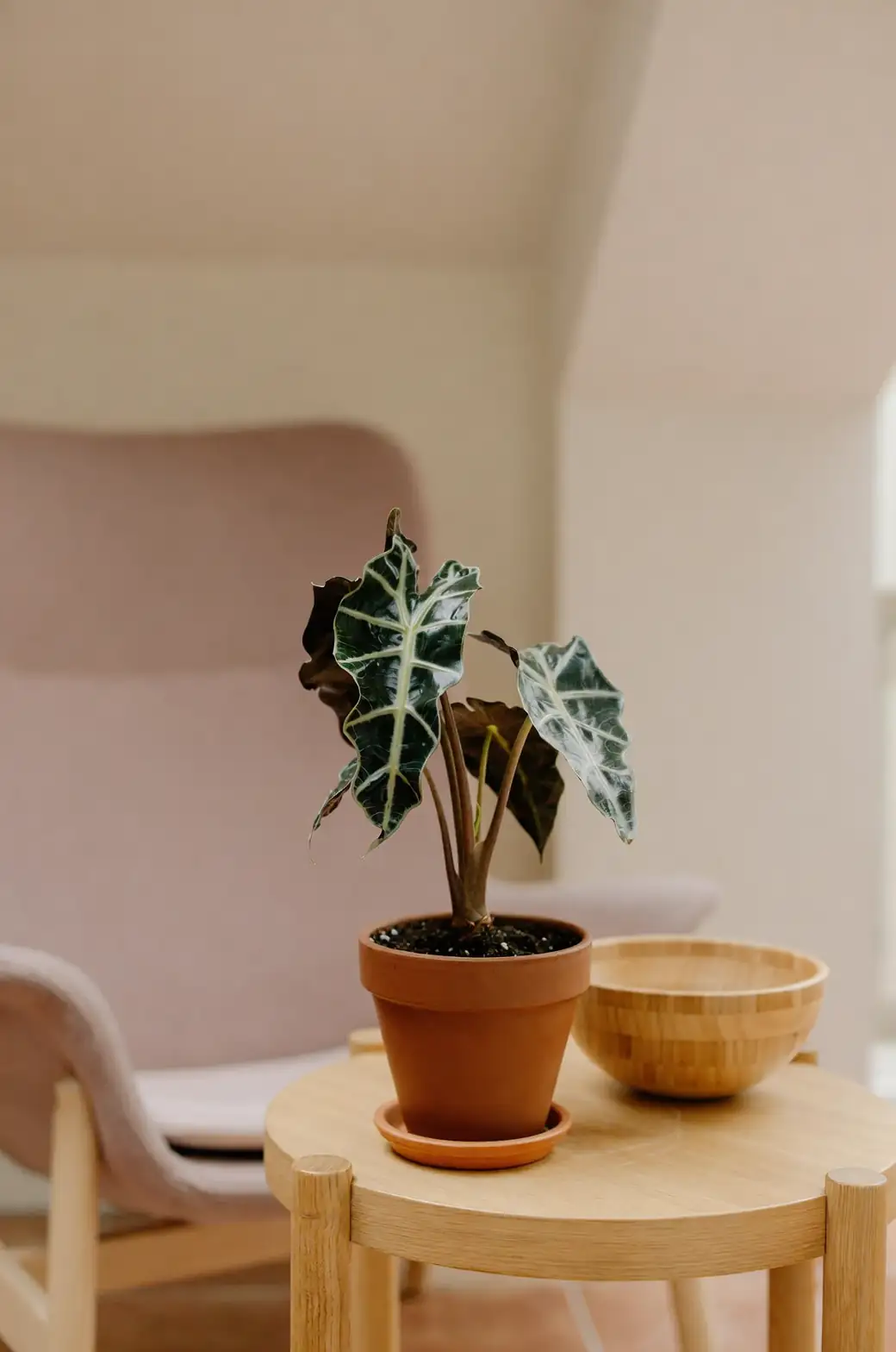 alocasia potted in living room