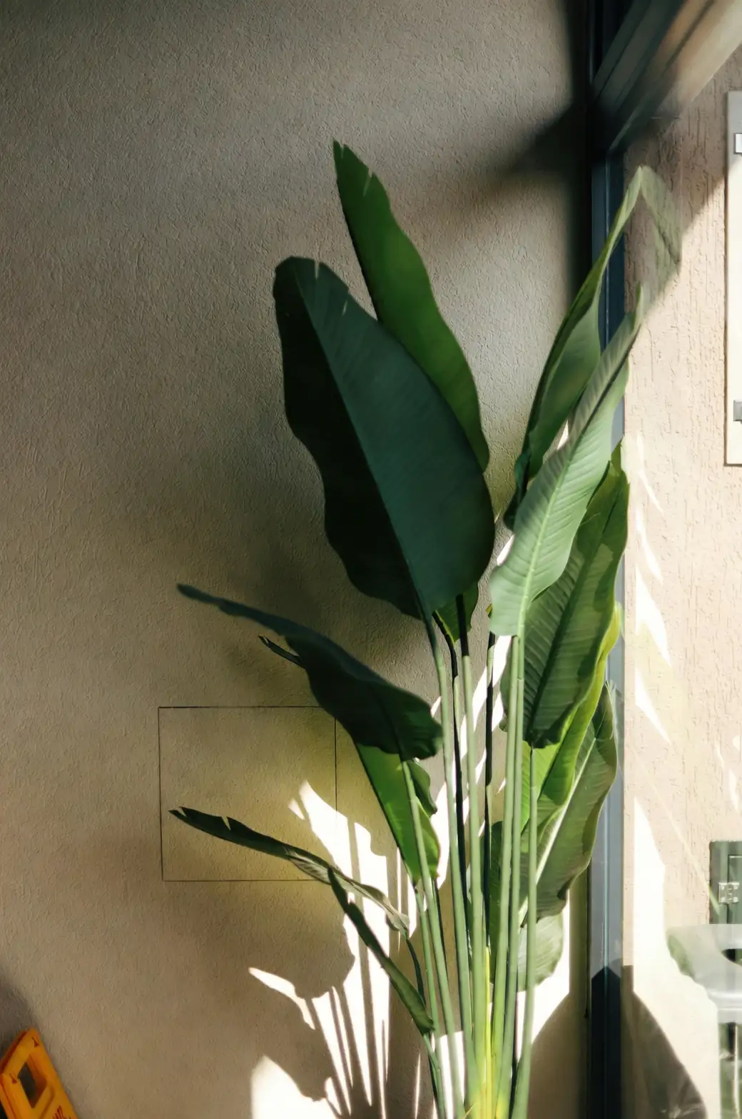 一片巨叶=一面屏风：用海芋打造雨林风家的5个空间魔法