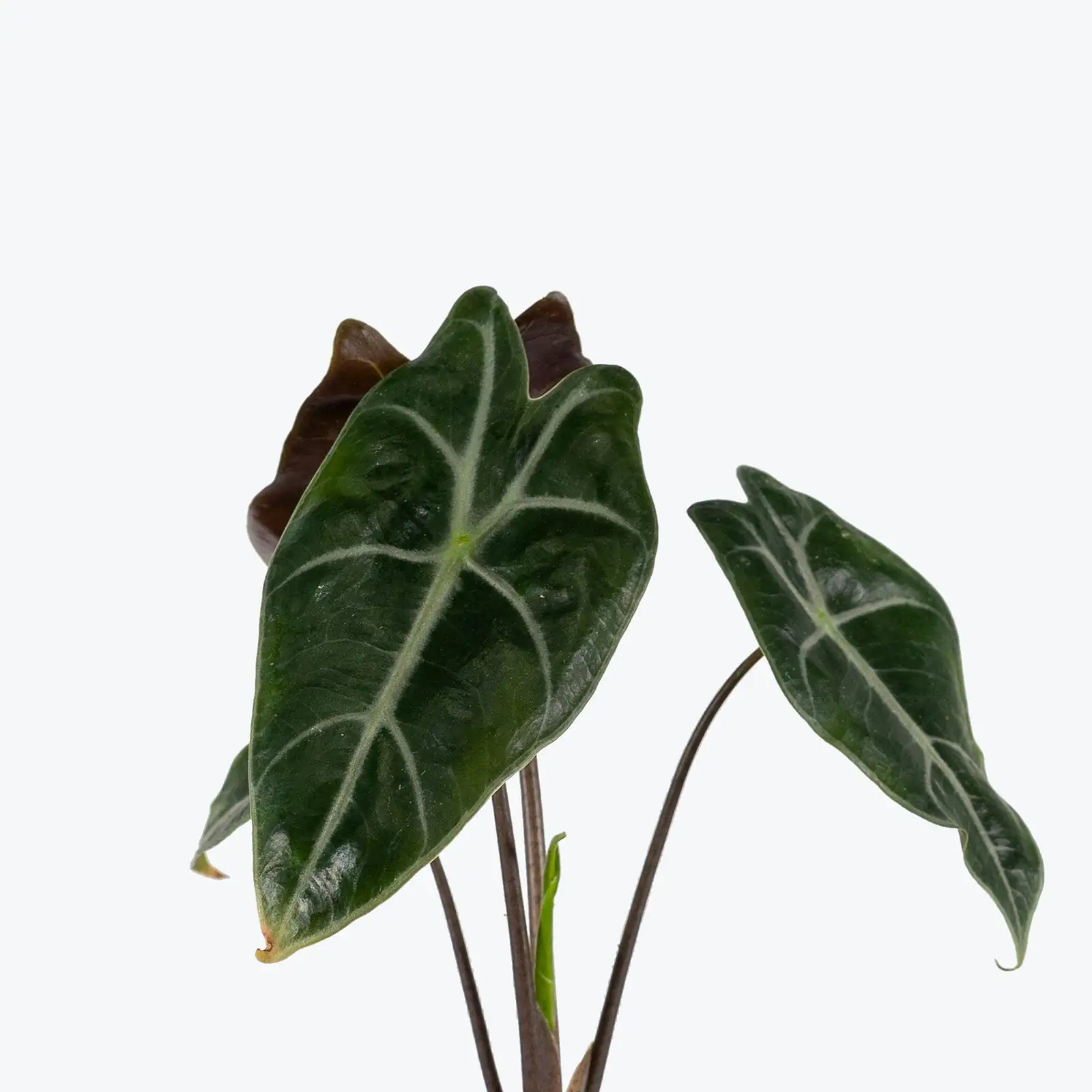 alocasia leaf veins side lighting
