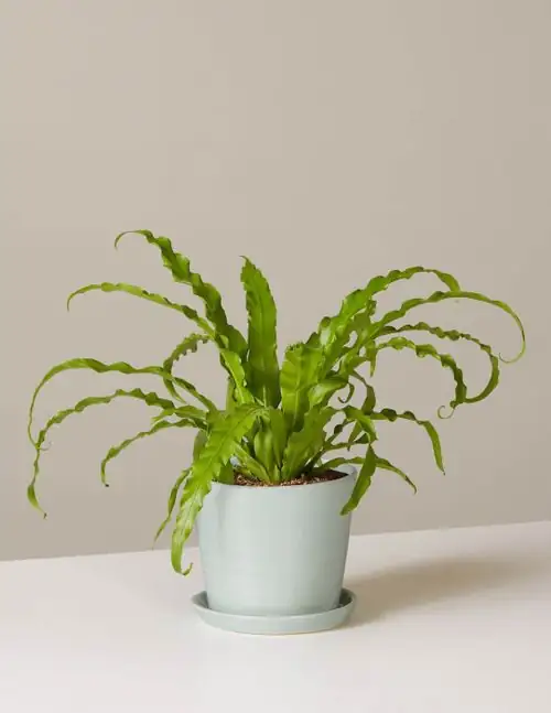 alocasia bathroom near bathtub