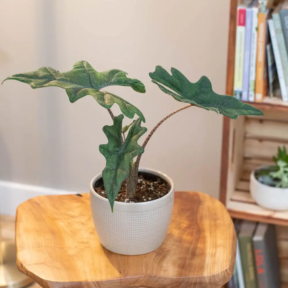 alocasia office desk side light