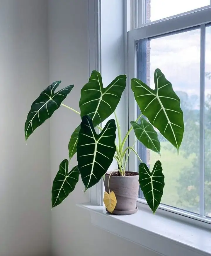 分株到块茎萌芽全掌握：海芋繁殖进阶班（含踩坑排雷）