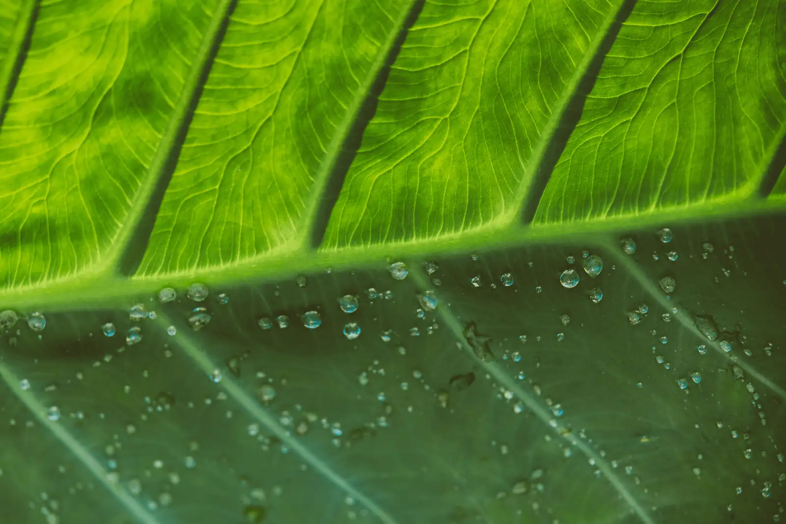 alocasia corm and offsets close up