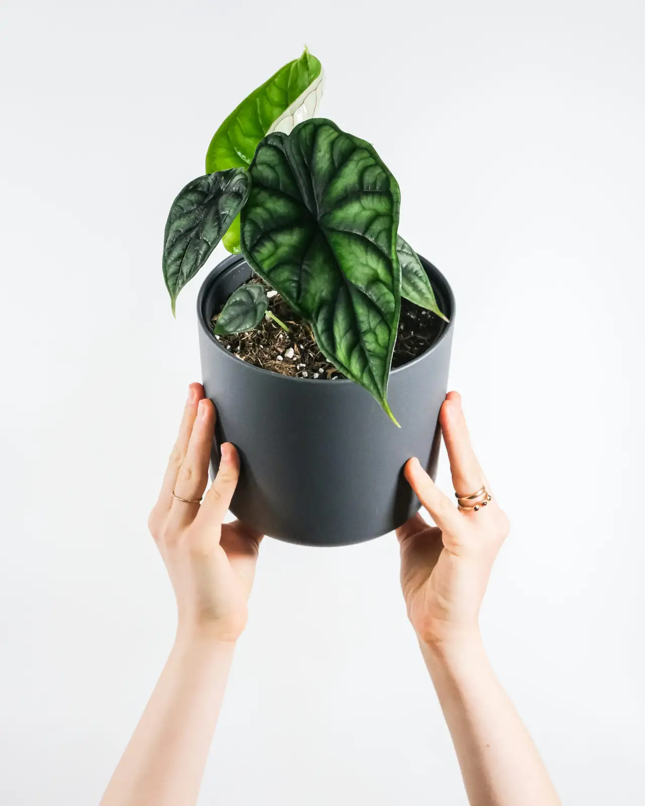 alocasia offset division hands