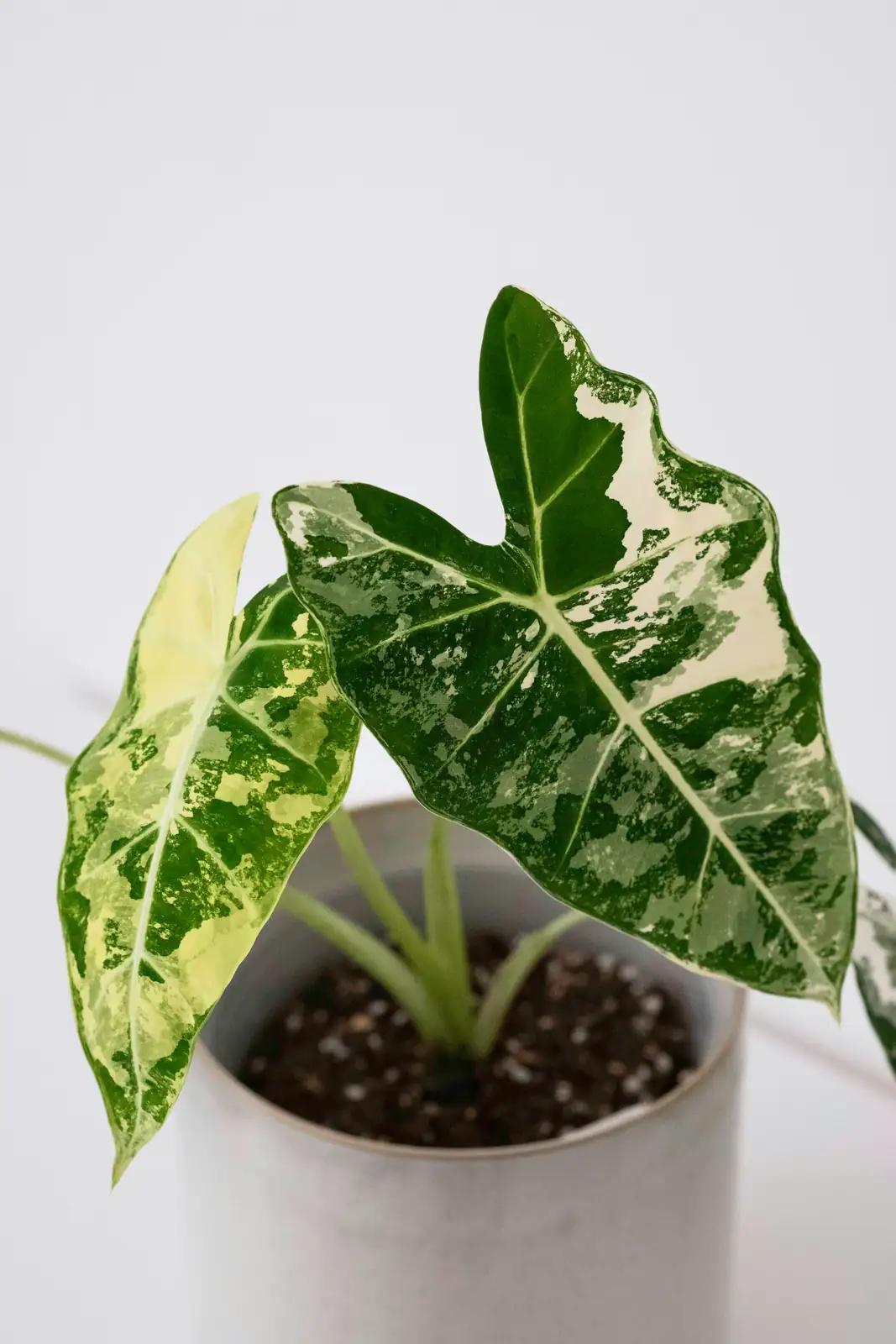 alocasia corm cut sphagnum box