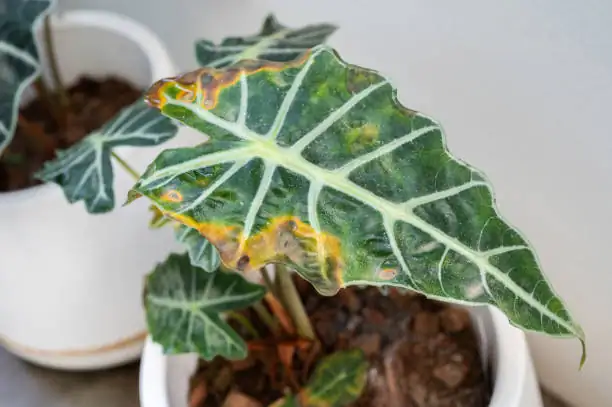 alocasia windowsill bright indirect light