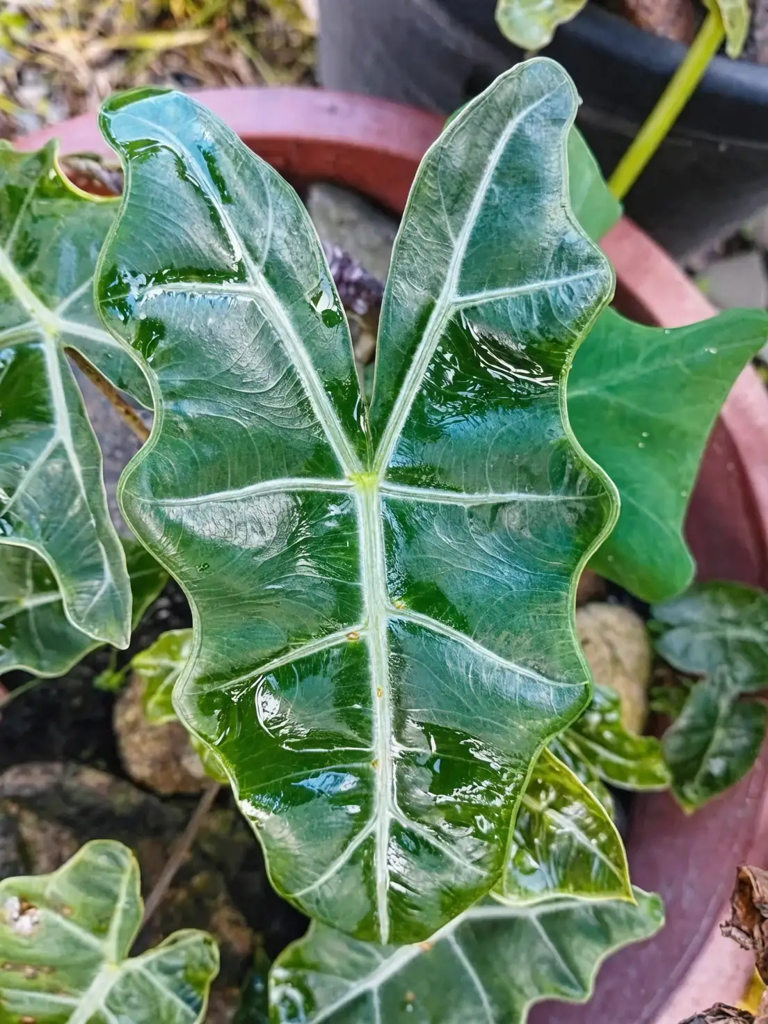 别再买错！“海芋/滴水观音/马蹄莲”傻傻分不清？一张表带你秒辨