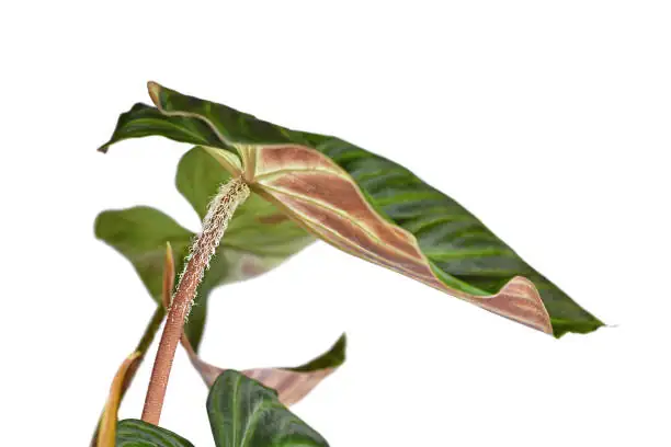 alocasia colocasia petiole comparison