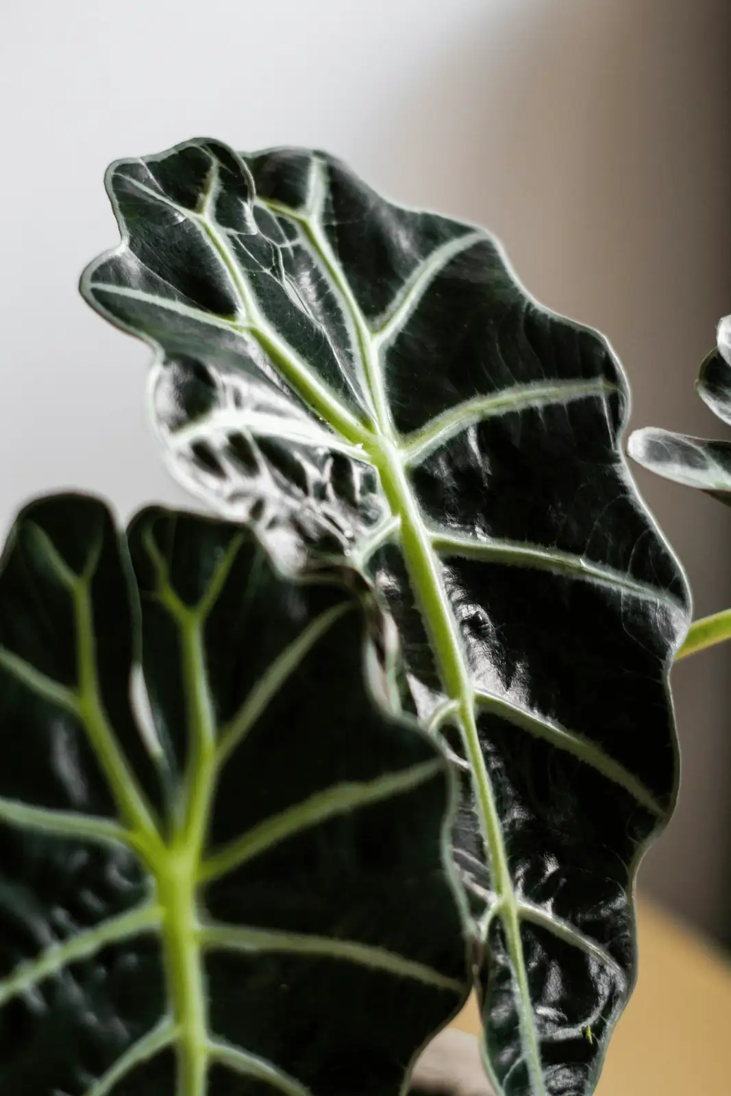 alocasia metallic veins close-up