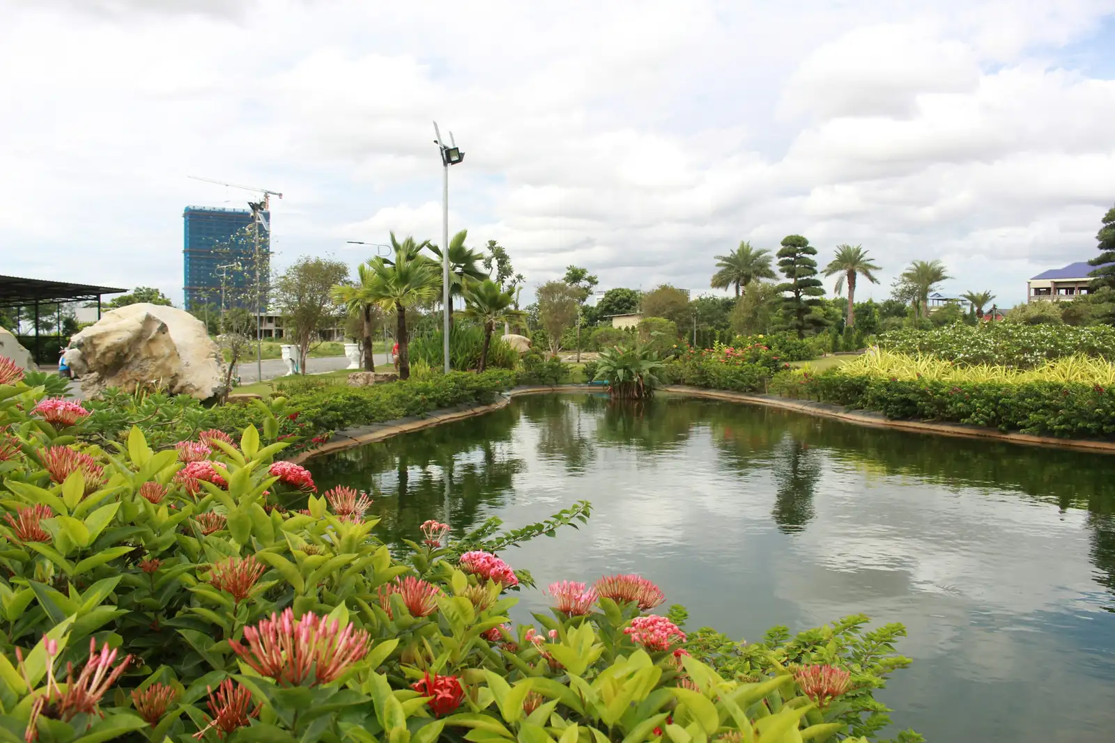 colocasia pond edge planting