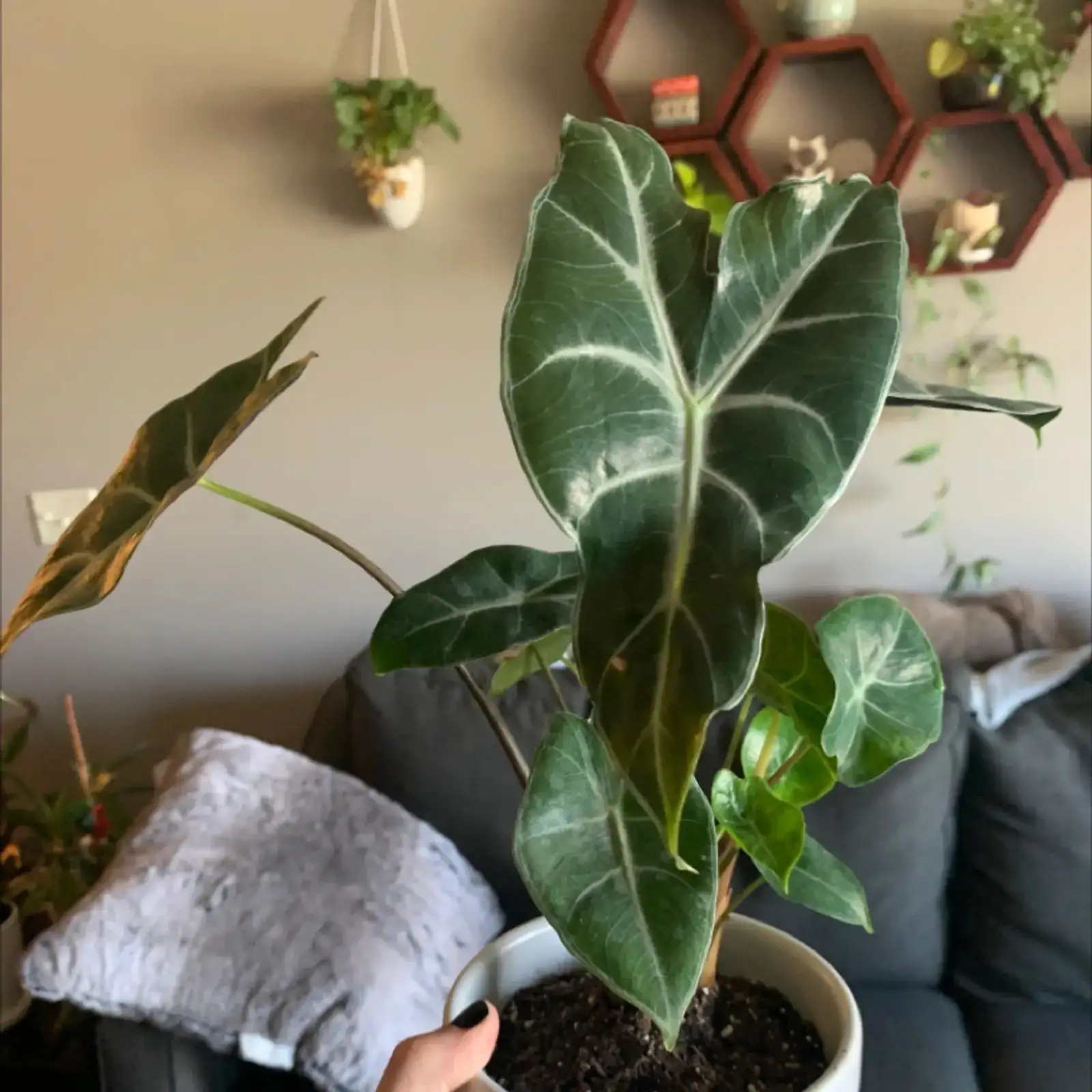 alocasia on high shelf cat