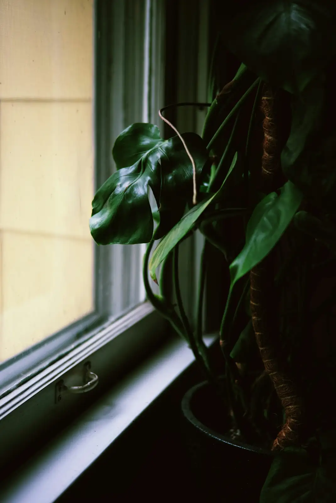 alocasia bright window indirect light