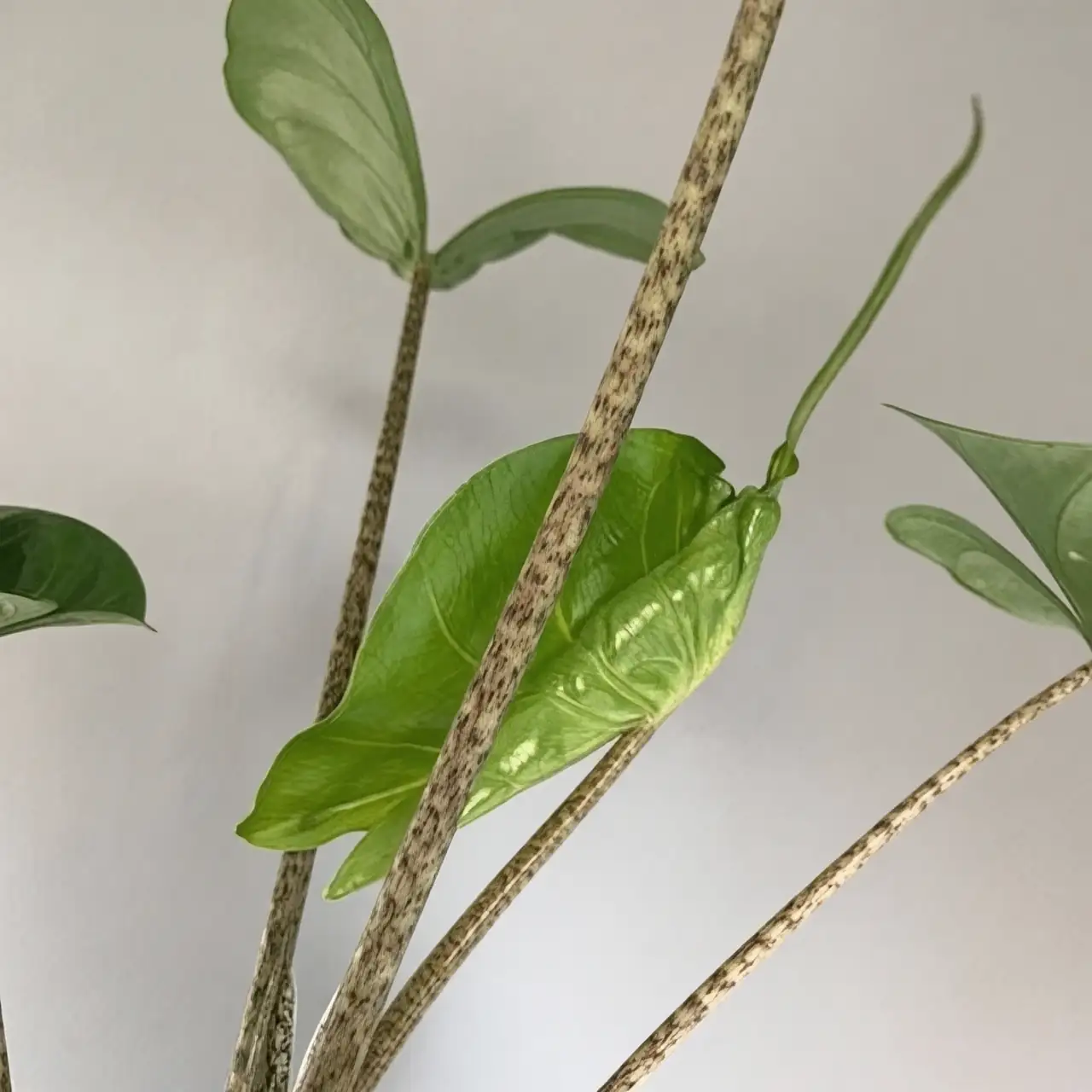 alocasia leaf underside pest check