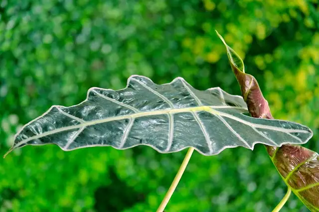 alocasia frydek velvet leaves close-up