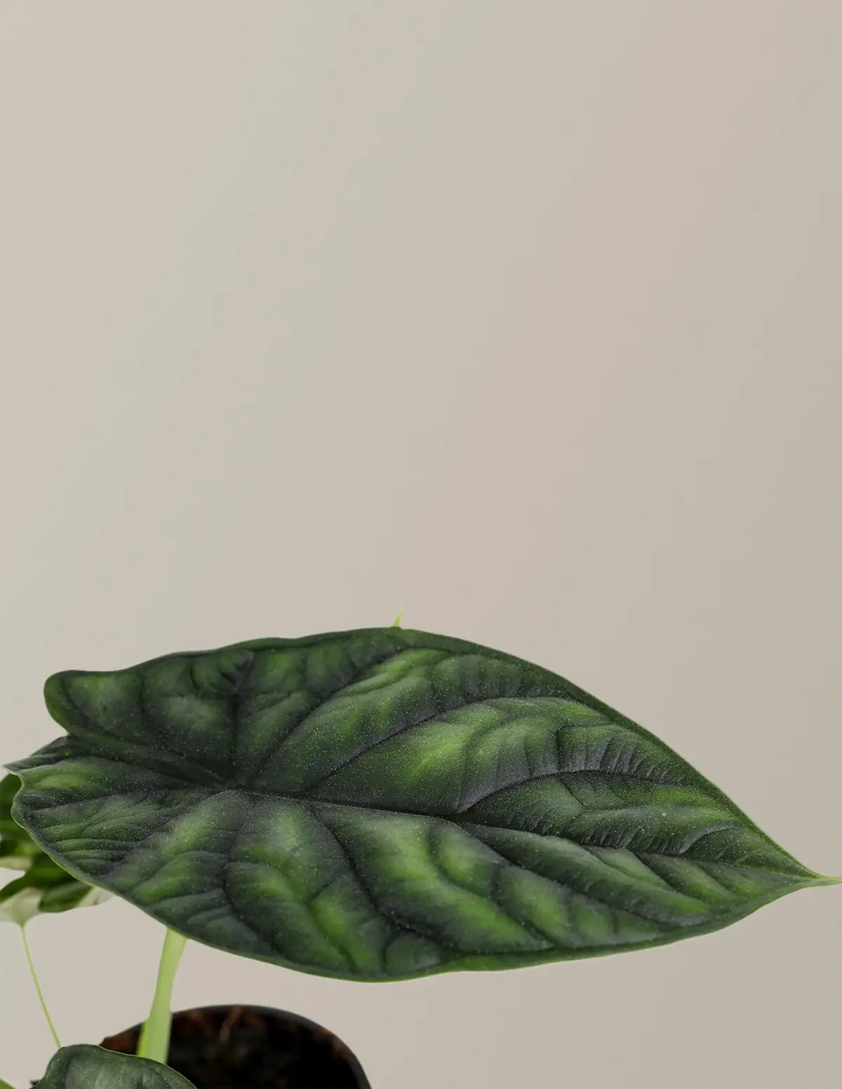 alocasia dragon scale texture macro
