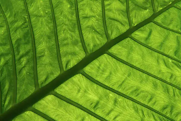 雨林庭院的层次戏法：海芋与喜林芋、蕨类、秋海棠的伴植搭配术