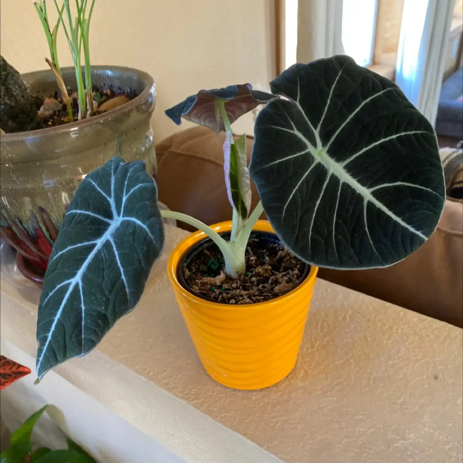 alocasia balcony bright indirect light