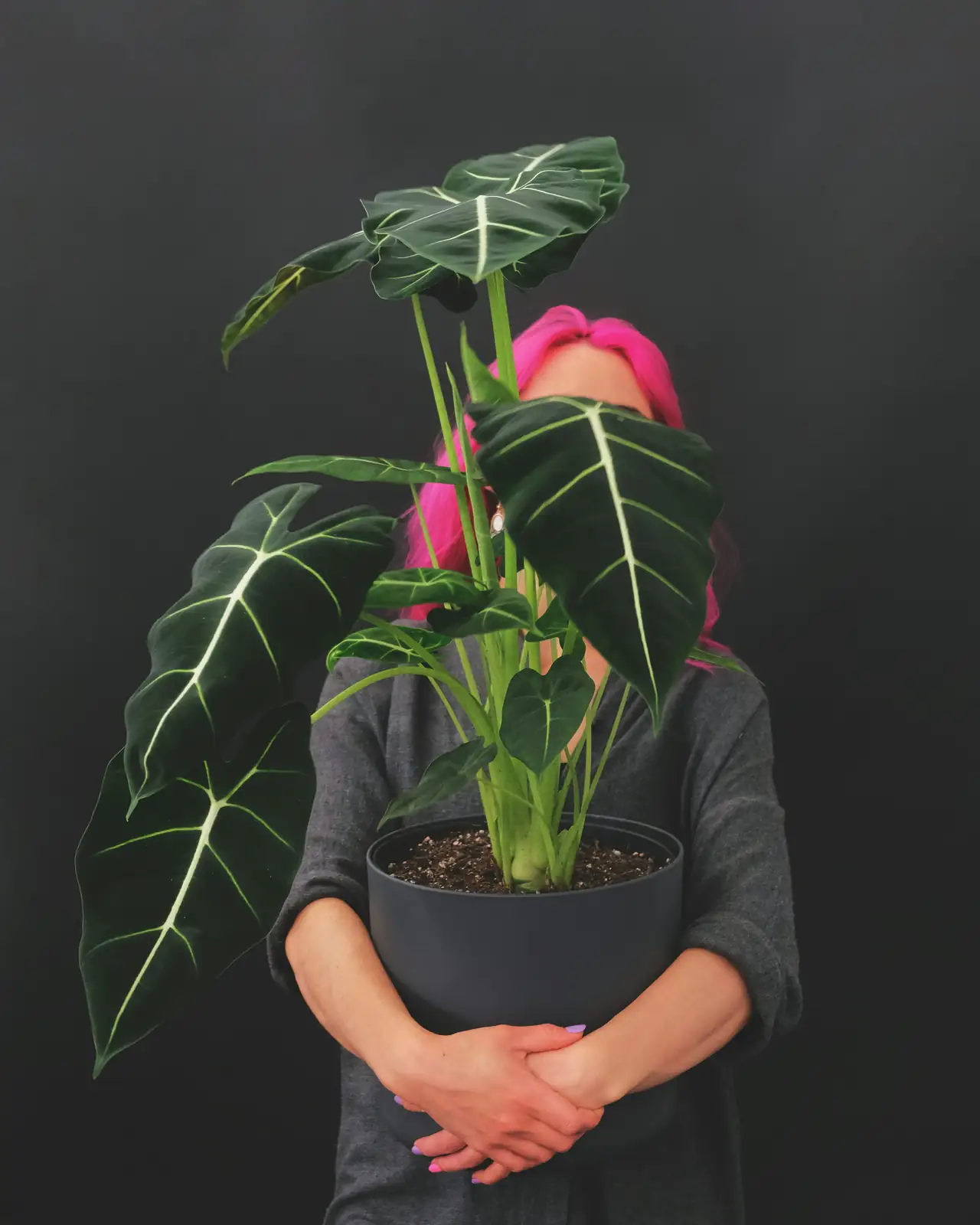 alocasia frydek with pink dragon