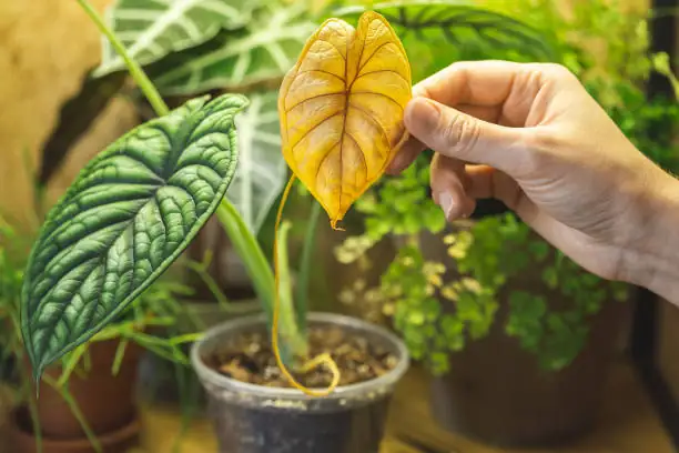 alocasia dragon scale with monstera