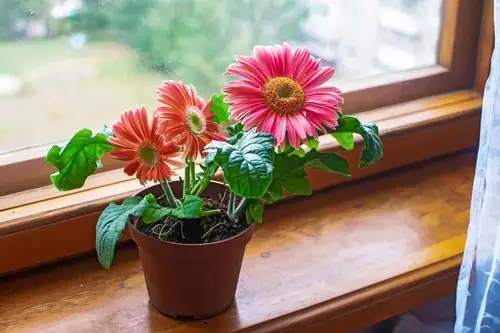 gerbera daisy watering pot rim