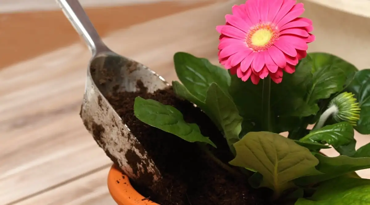 gerbera daisy crown above soil
