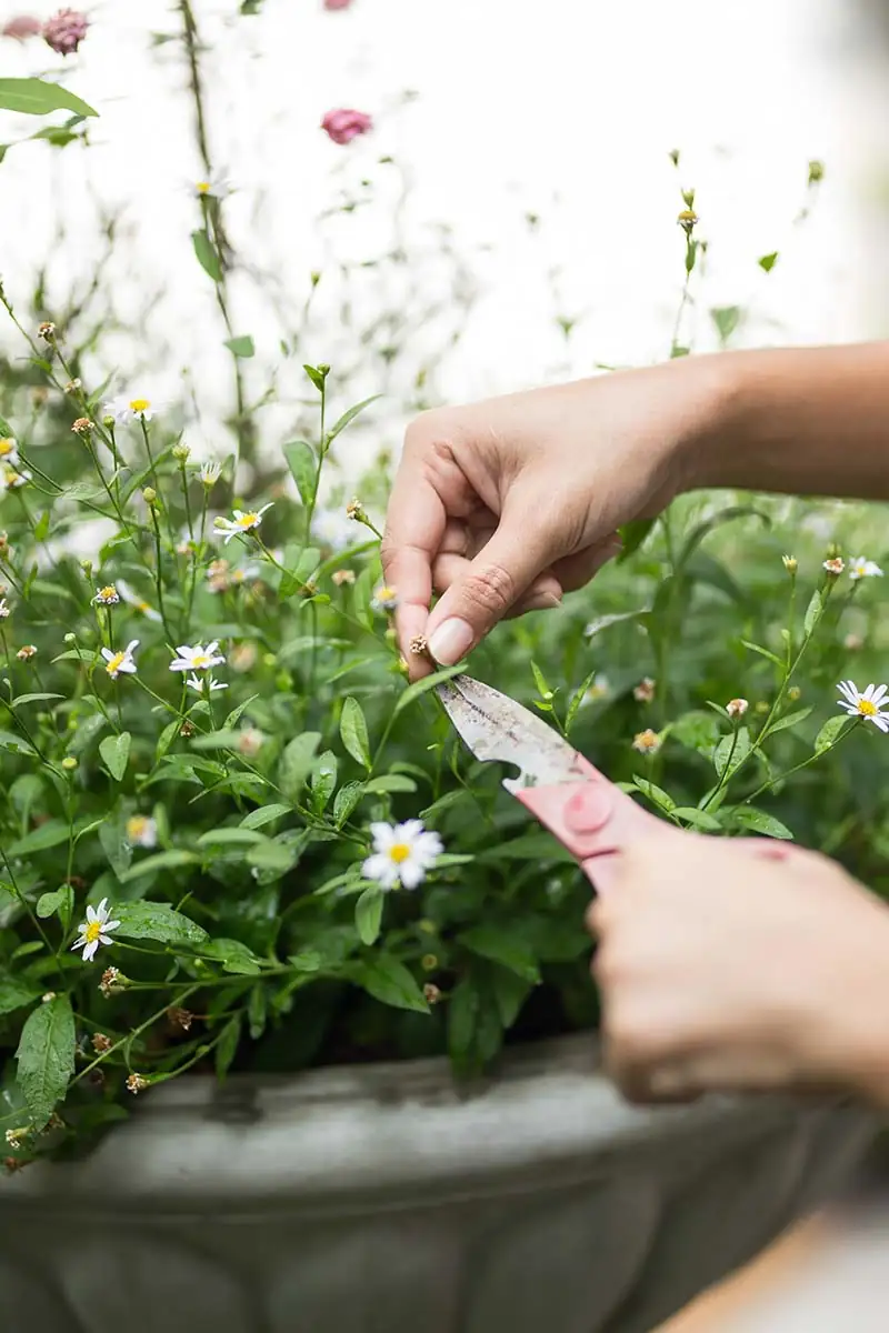 gerbera daisy deadheading spent flower