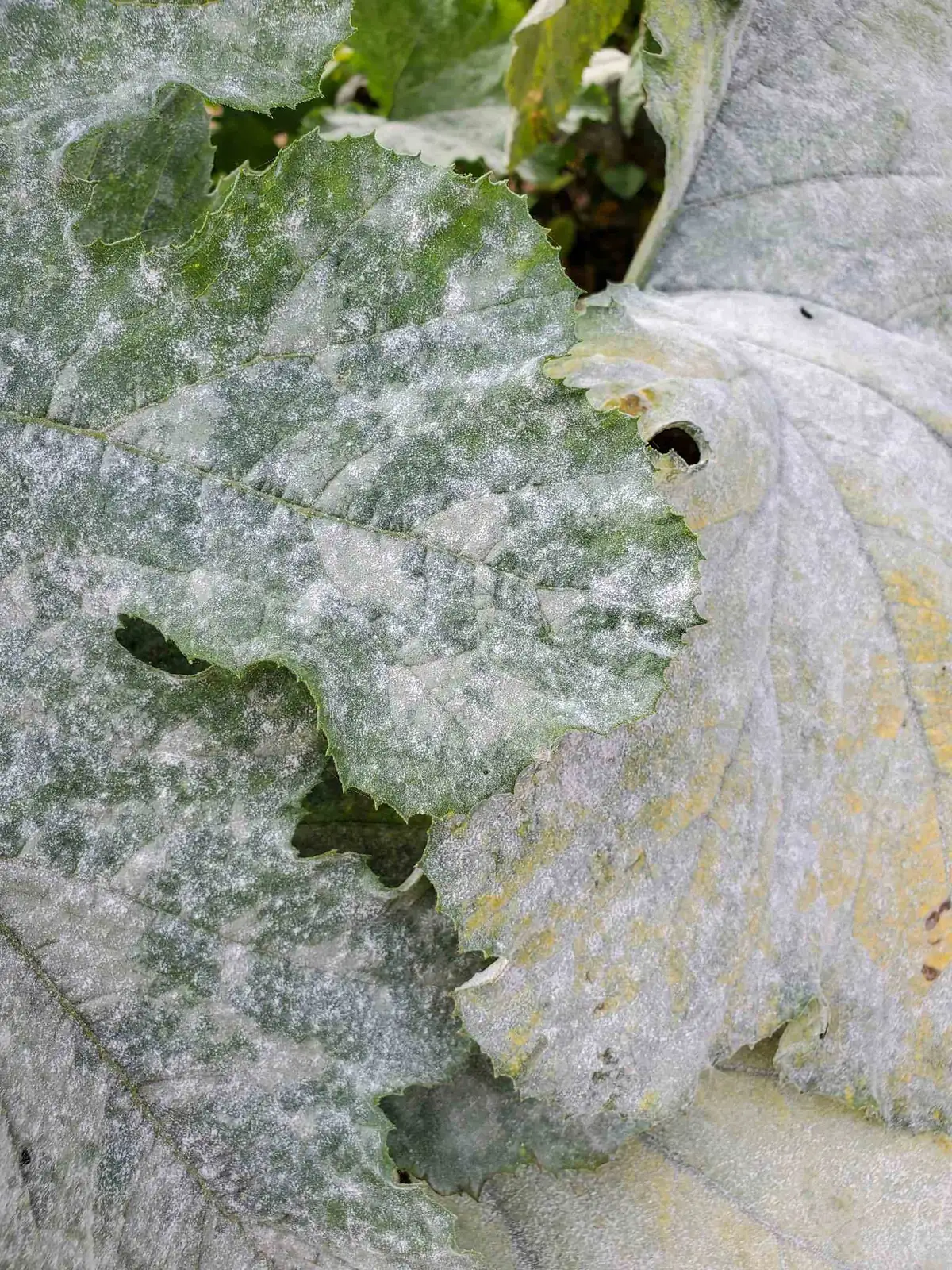 gerbera powdery mildew leaves close-up