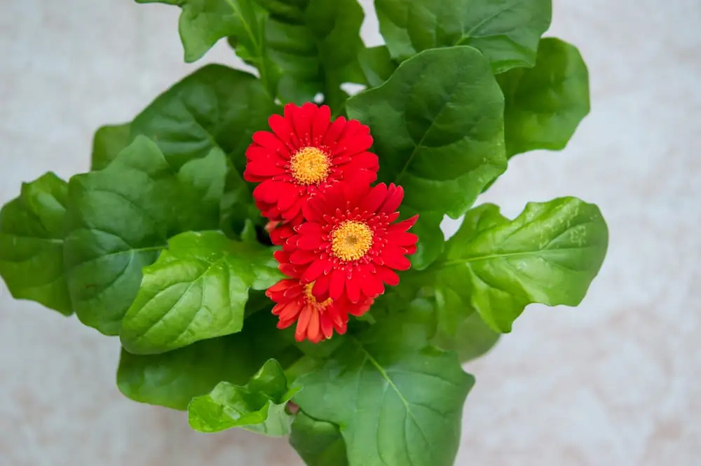 gerbera botrytis gray mold flower