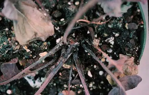 gerbera crown rot roots