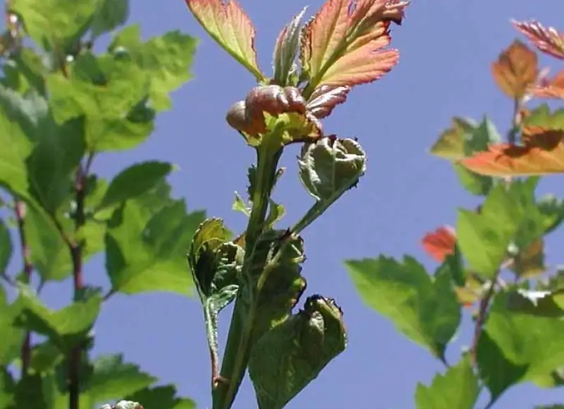 gerbera thrips damage flower center