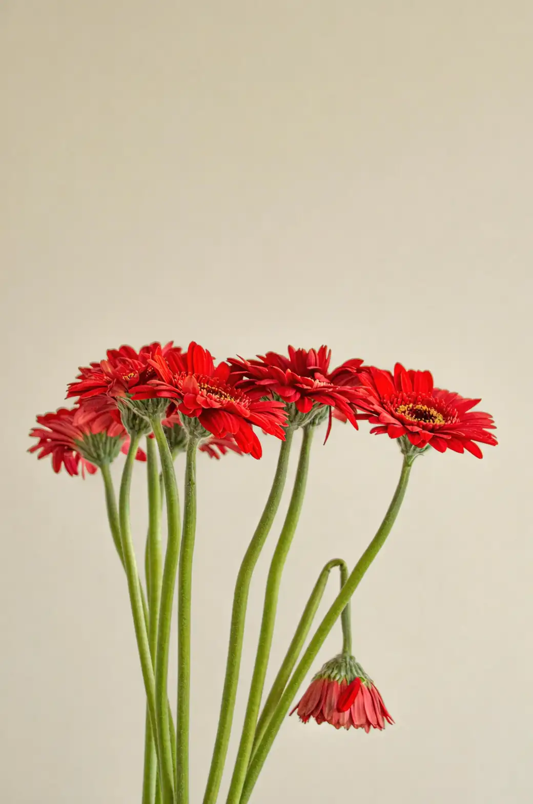 gerbera daisy stem cutting scissors
