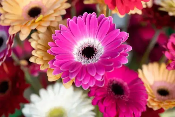 gerbera mixed colors close-up
