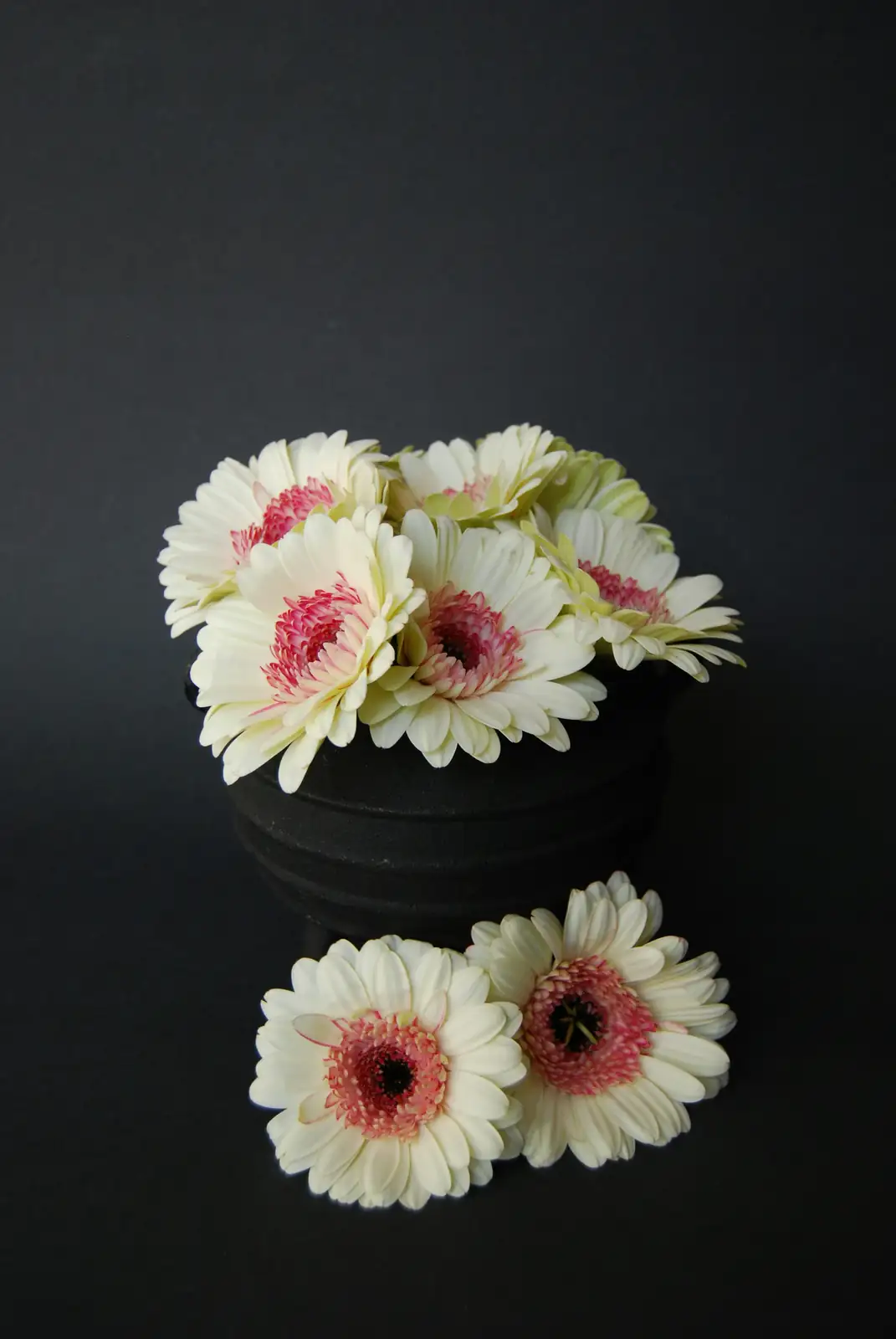 gerbera daisy division with knife