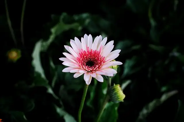 gerbera daisy crown above soil
