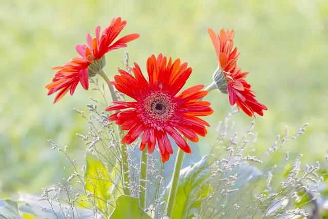 gerbera daisy balcony bright light