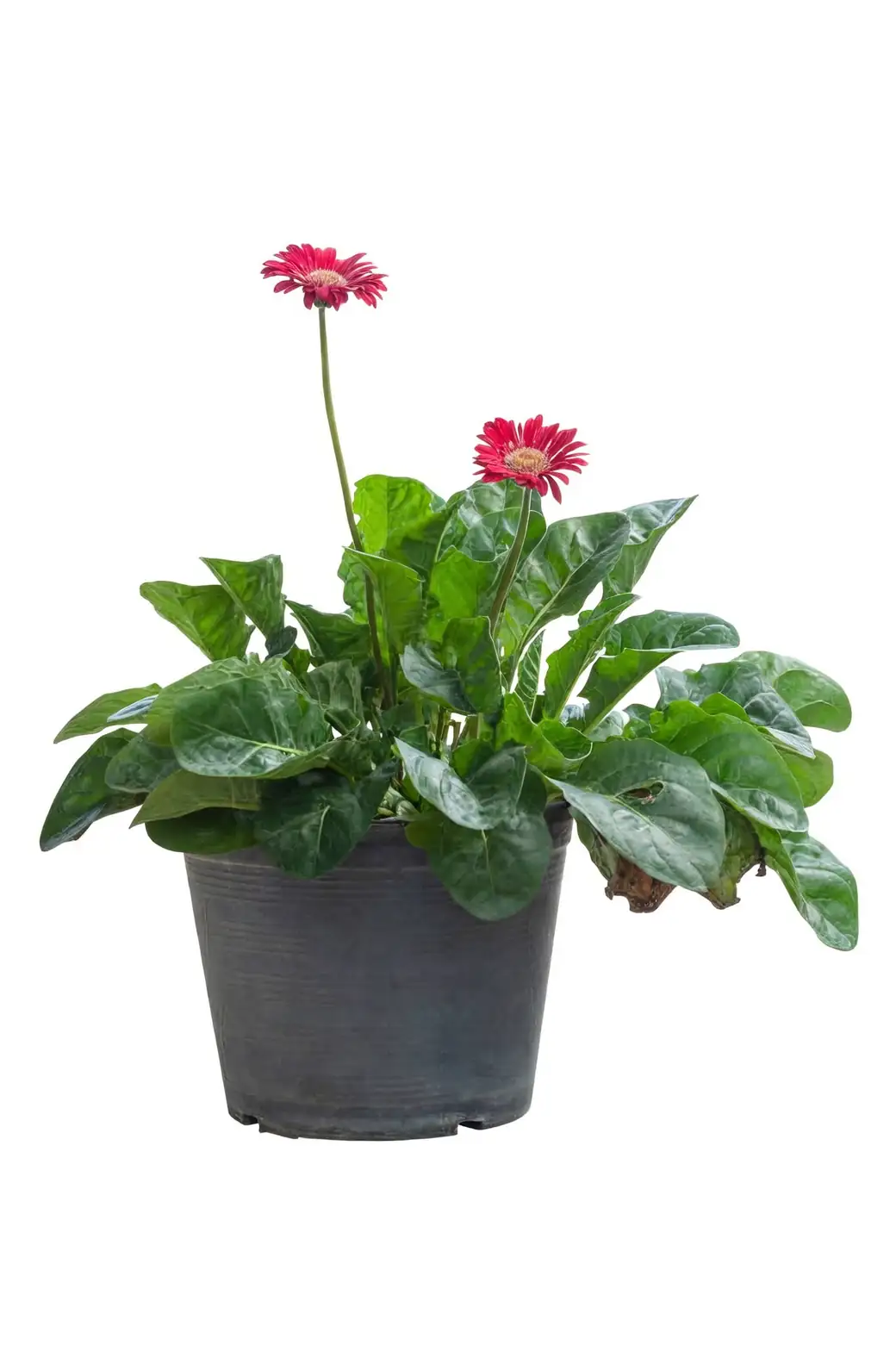 gerbera watering along pot rim