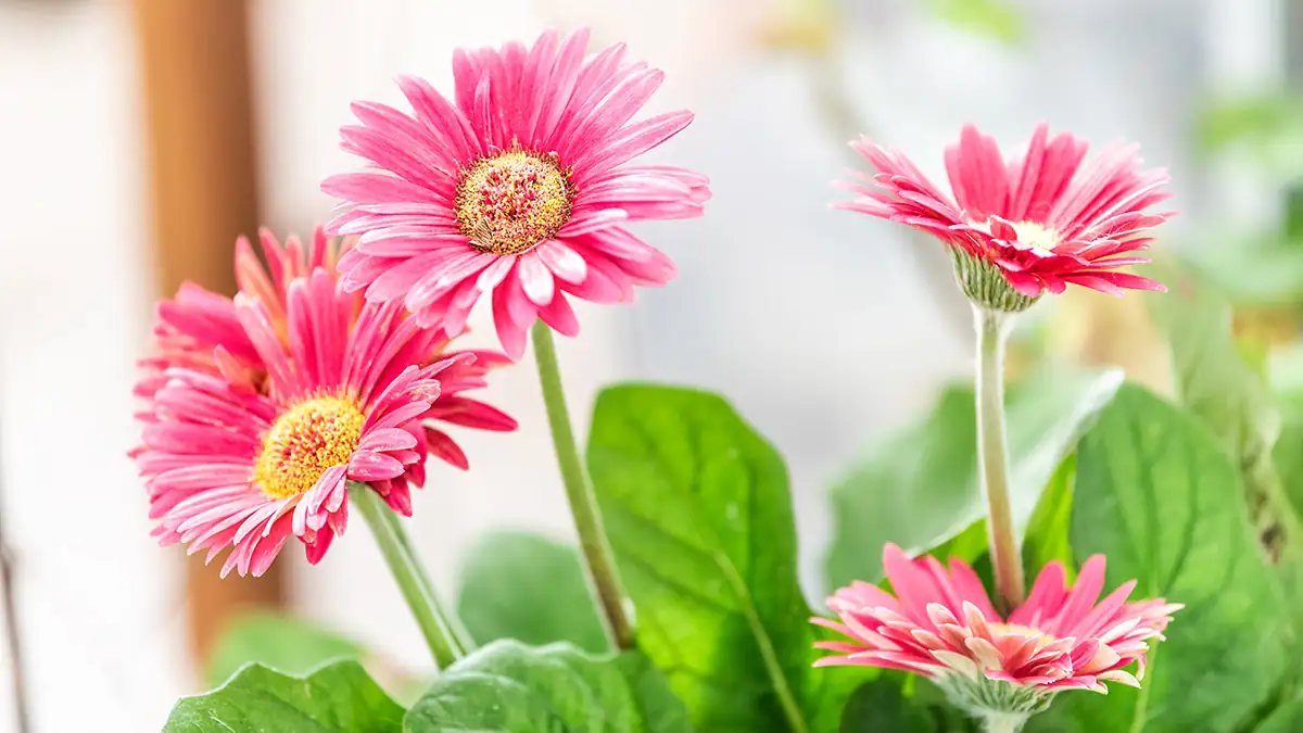gerbera thrips flower close-up