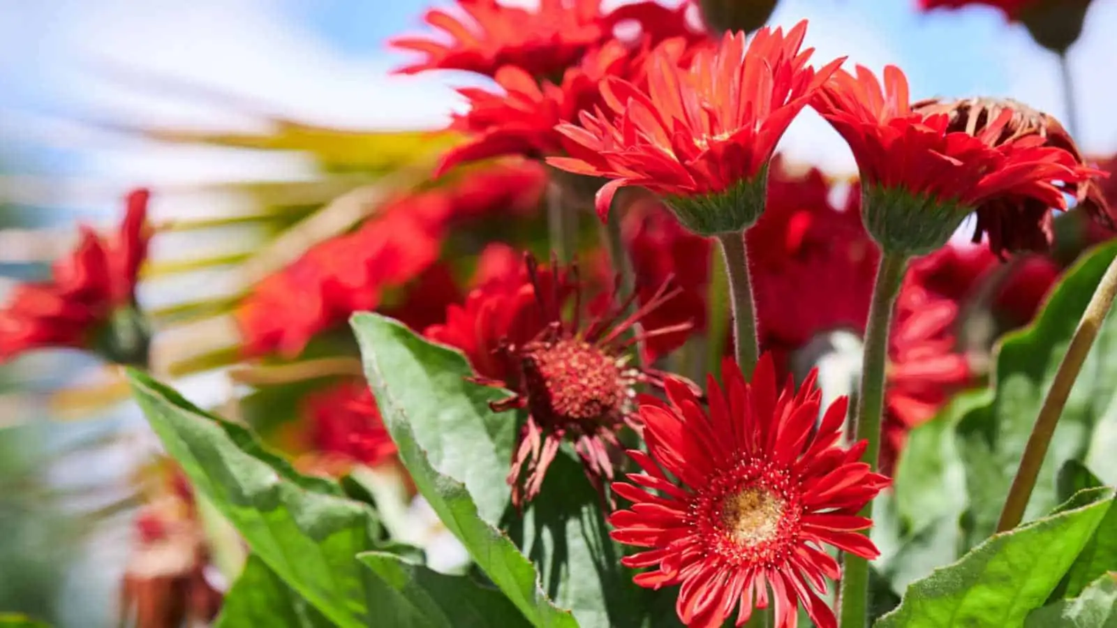 gerbera autumn bloom balcony