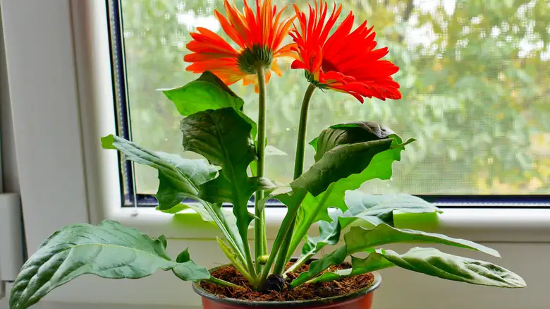 “向阳传说”是真是假？非洲菊的向光性、花色与心理学小趣闻