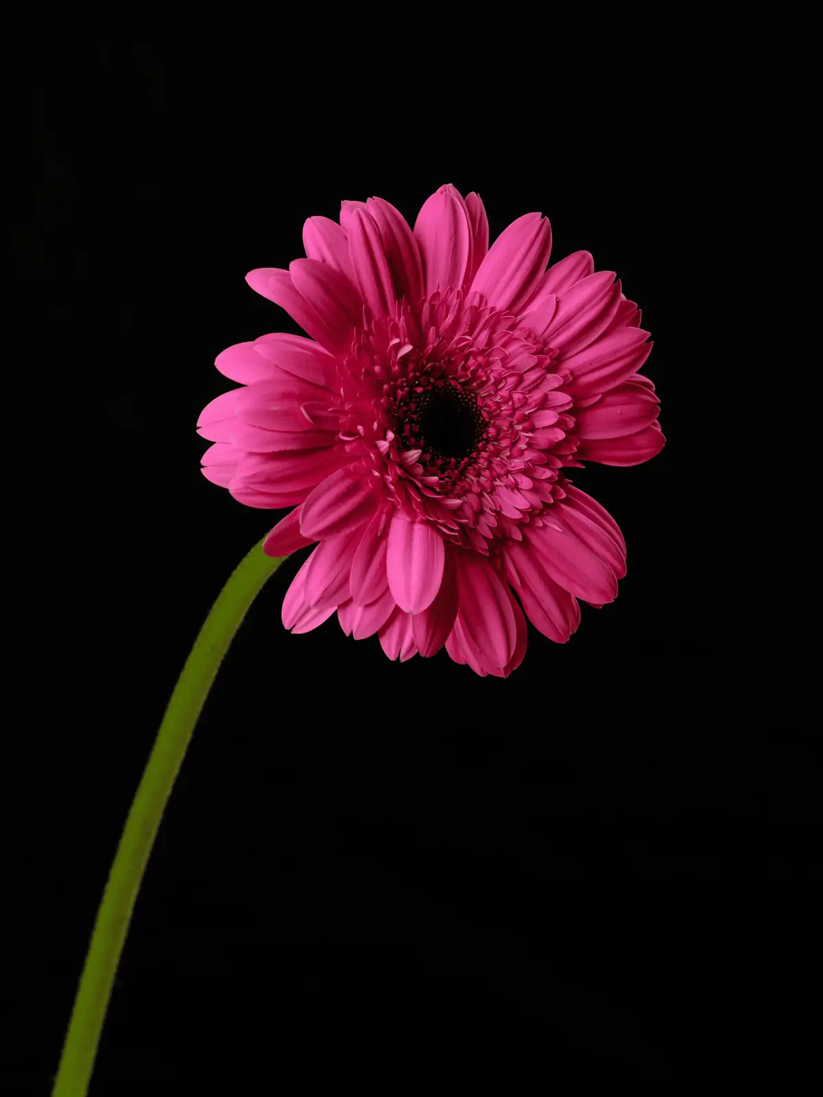 gerbera daisy turning toward window