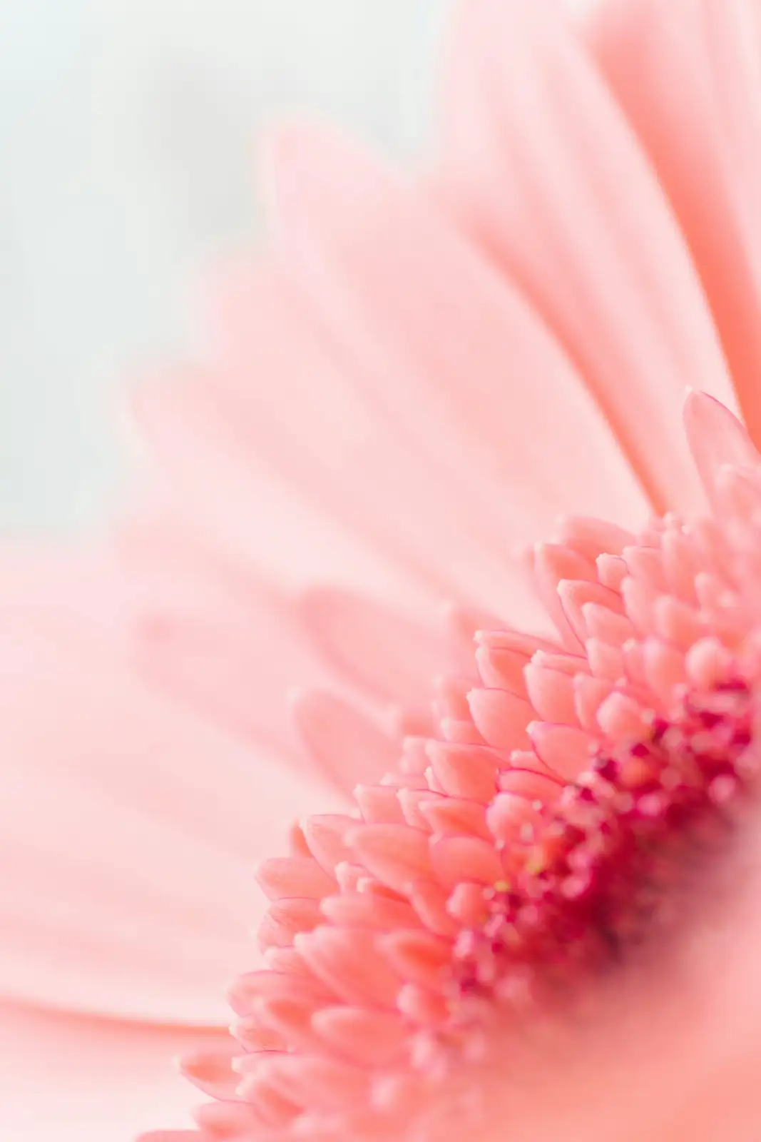 gerbera daisy colorful bouquet