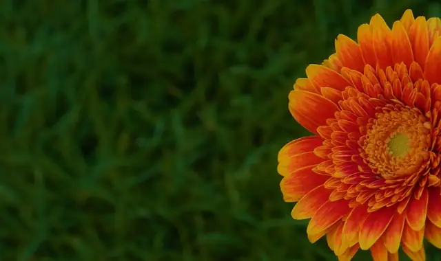 gerbera daisy watering soil edge