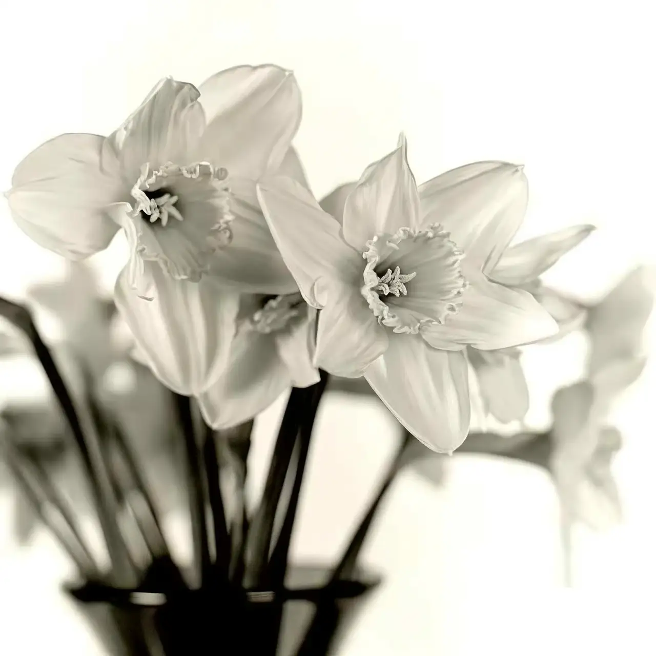 Chinese narcissus water pouring night