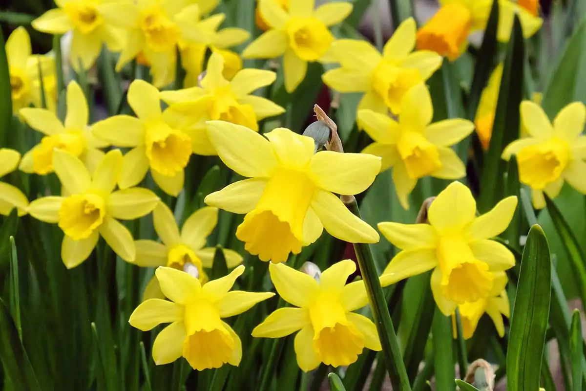narcissus yellow leaf tips close up