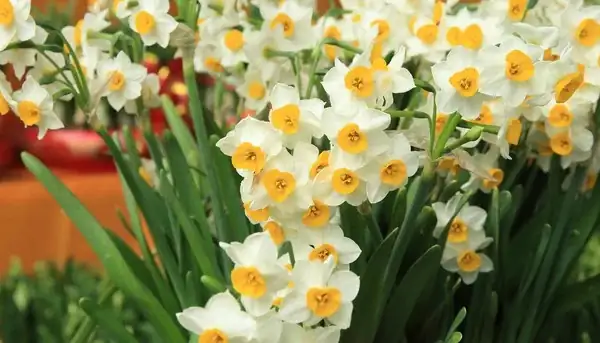 Chinese narcissus long leaves no flowers