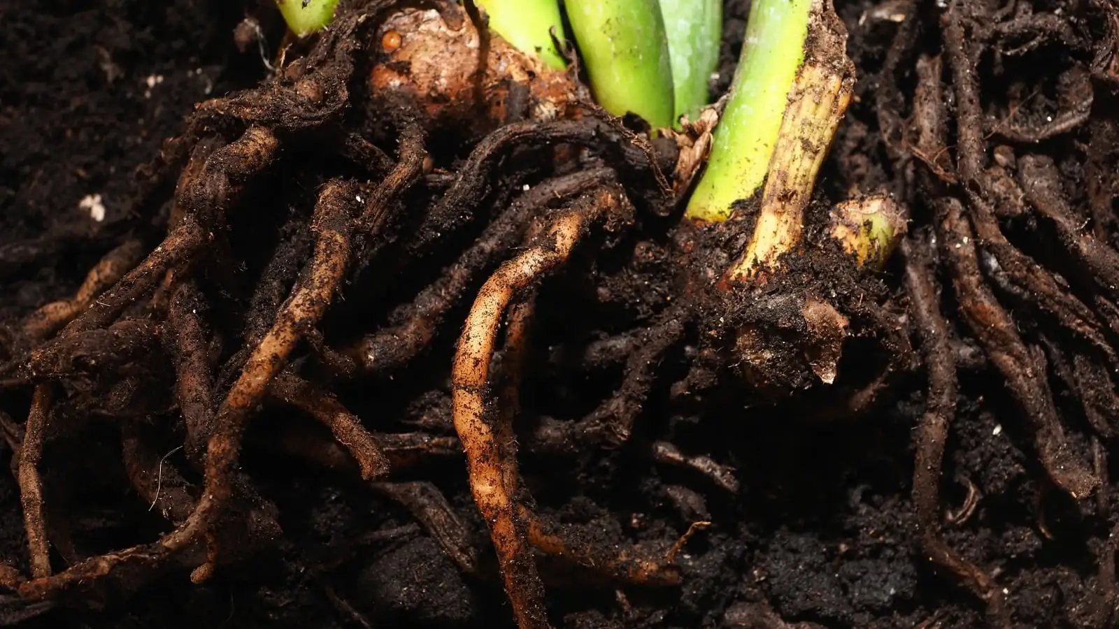 narcissus bulb rot cut open