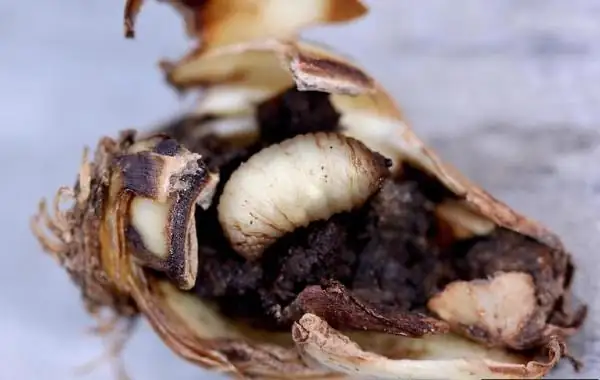 narcissus bulb fly larva in bulb