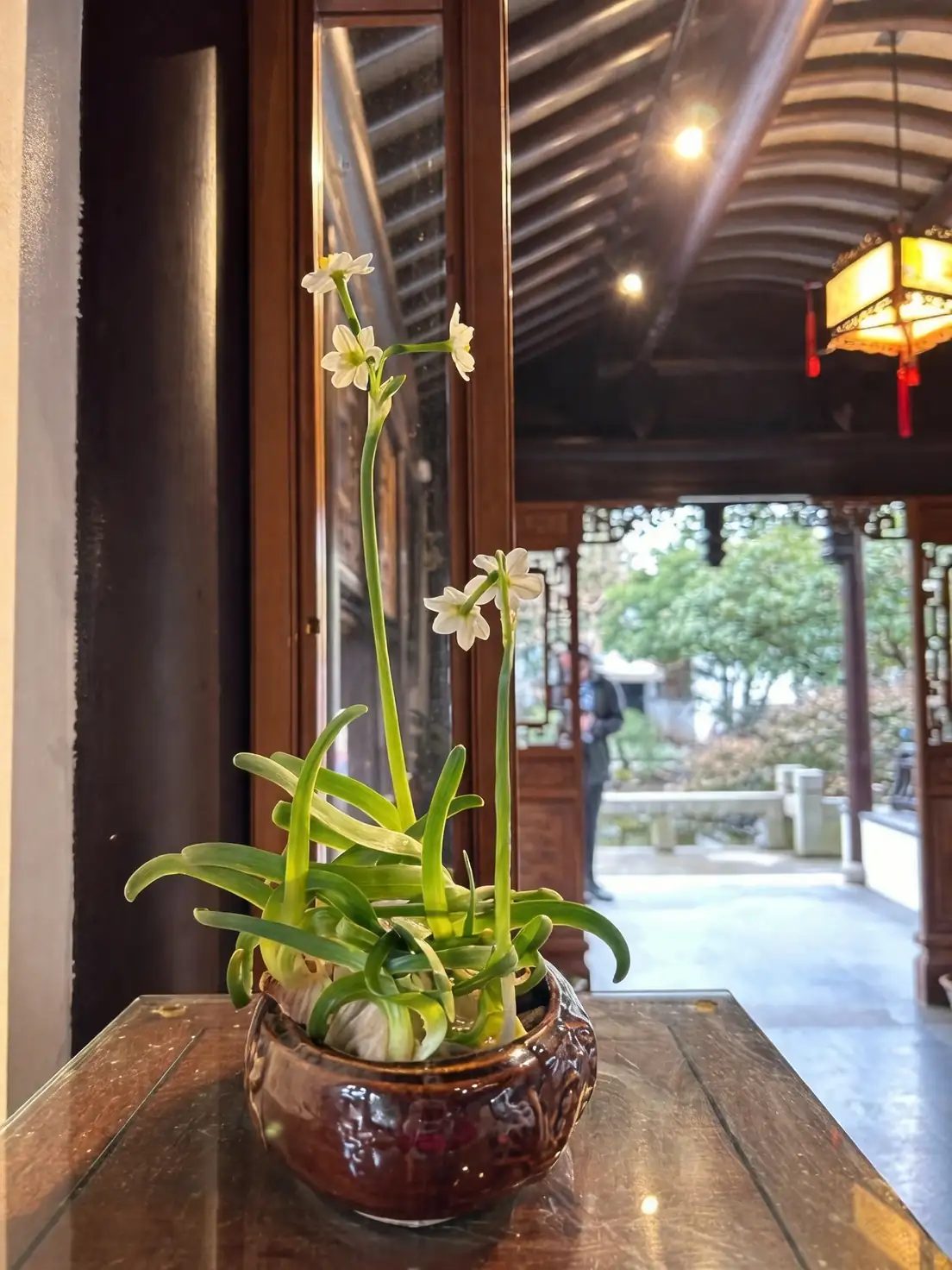 Chinese narcissus coastal garden