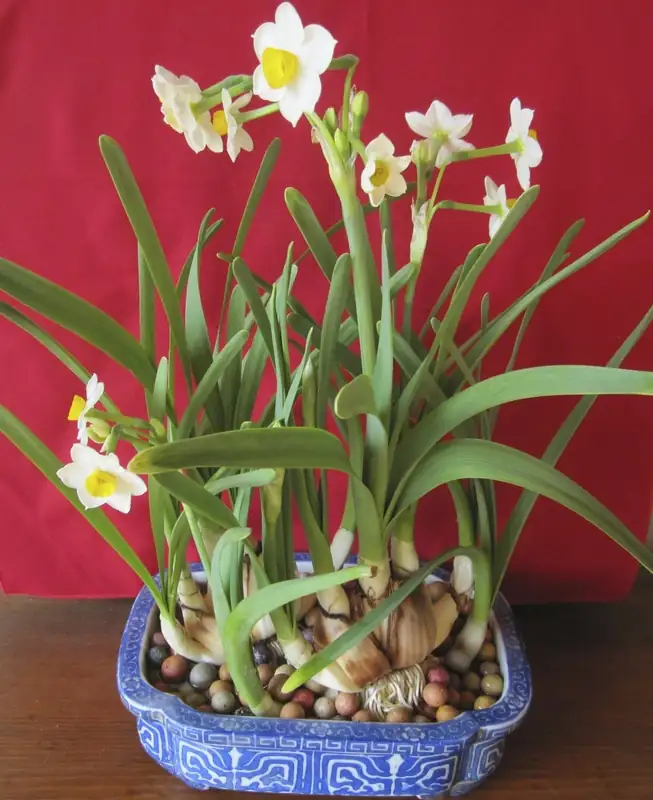 Chinese narcissus bulbs market